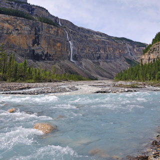 Mount Robson PP - Berg Lake Trail - Whitehorn